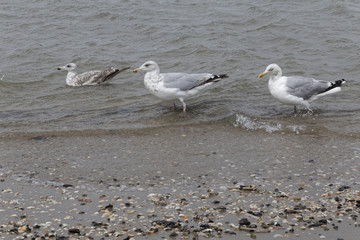 seagulls on the beach