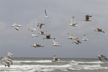seagulls on the beach