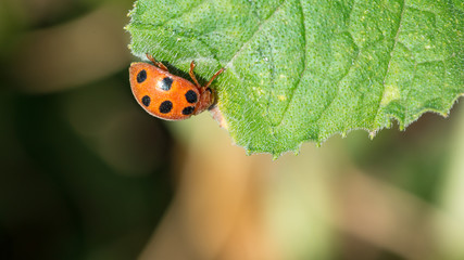ladybug on green leaf 