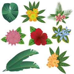 Tropic summer colorful flowers and leaves set. 