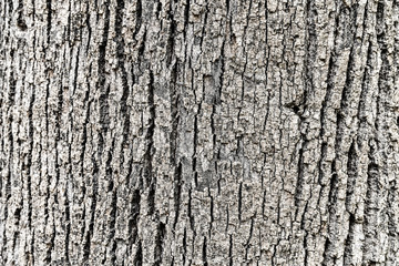 Tree Bark Background Texture