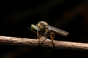 close up to robber flies or assassin fly waiting in ambush for i