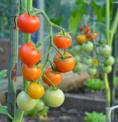 Tomates cerises