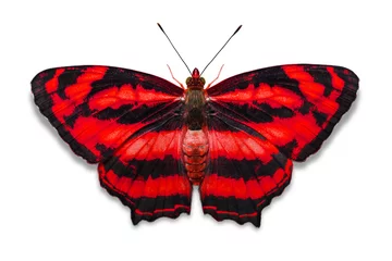 Crédence de cuisine en verre imprimé Papillon Common Jester butterfly