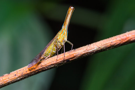 Long nosed planthopper in nature