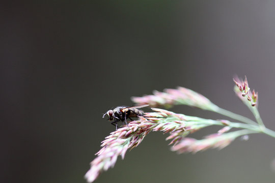 mouche