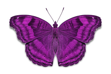 Chocolate Pansy butterfly