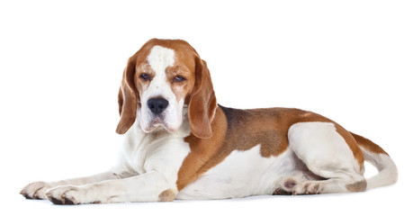  beagle  isolated on white