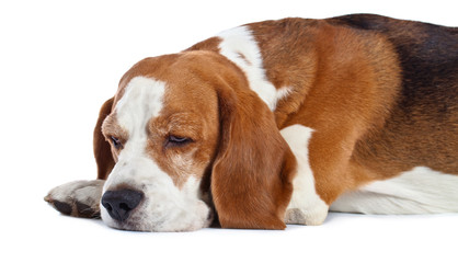  beagle  isolated on white