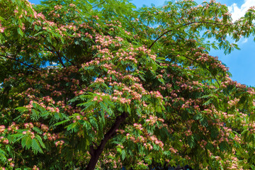 Persian silk tree (Albizia julibrissin) flowers
