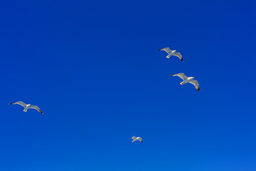 Flying Sea Gulls in Blue Sky