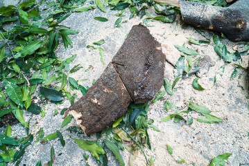 Mango tree log on the ground with sawdust