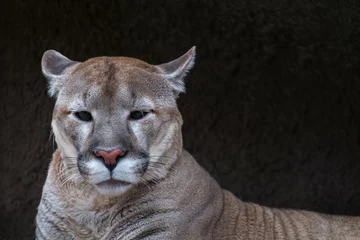 Fototapete Puma Portrait eines Pumas gegen Steinstruktur
