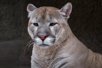 Abwaschbare Fototapete Puma Portrait eines Pumas gegen Steinstruktur