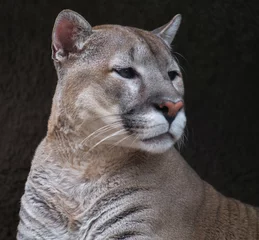 Fototapete Puma Portrait eines Pumas gegen Steinstruktur