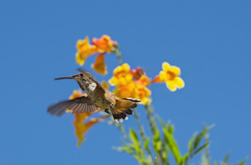Beautiful hummingbird with spread tail feathers.
