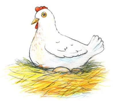 Illustration of a laying hen and her eggs on white background