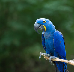 Fototapeta premium Hyacinth macaw