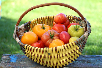 Large ripe tomatoes of different varieties are in a wicker basket
