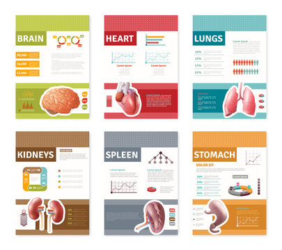 Internal Human Organs Banners 