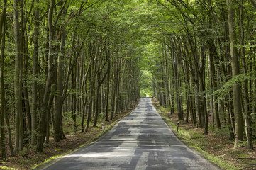 Fototapeta premium Forest road in Czech Republic.