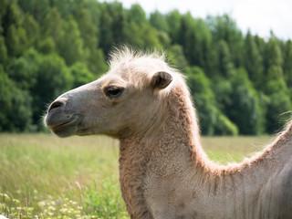 Obraz premium The head of a camel closeup on the blurry background of forest and sky