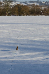 Hare in the Snow