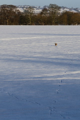 Hare in the Snow 2