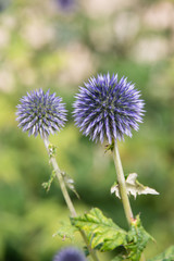 Bright blue echinops in a garden in England