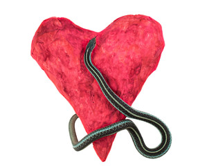 Large snake crawling on unhealthy red heart tongue hanging out on a white background