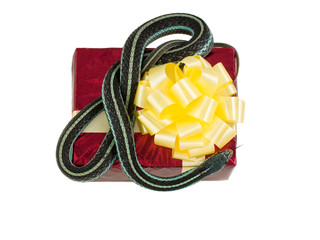 Adult snake with his tongue hanging out is on the red gift box with a yellow bow on a white background