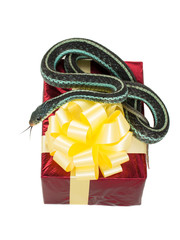 Adult snake with his tongue hanging out is on the red gift box with a yellow bow on a white background