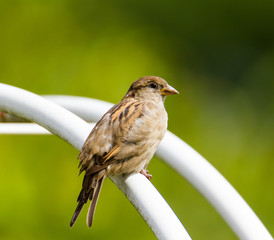 Spatz auf einem Zaun