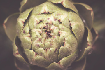 Top view of Artichoke or Cynara cardunculus after rain