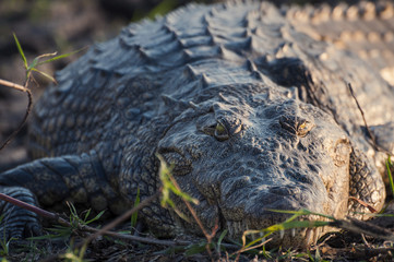 Nile crocodile in the banks of the Chobe river, Chobe National Park, in Botswana, Africa; Concept for safari travel and travel in Africa