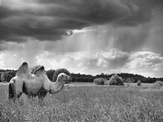 Monochrome image lone camel standing in a field and eating grass on a background of forest and sky with storm clouds
