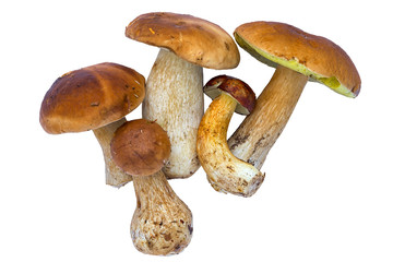 Boletus edulis (king bolete) isolated on white background. Close up.