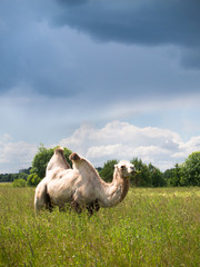 Lone camel standing in a field and eating grass on a background of forest and sky with storm clouds