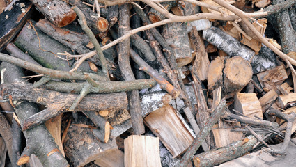 Background consisting of stumps of large trees that had fallen.
