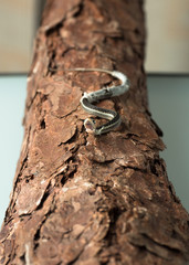 Little young snake crawls with his mouth open on the tree bark