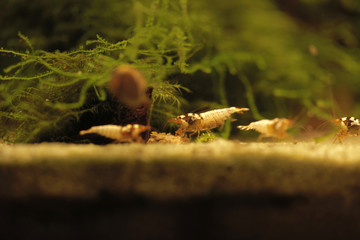 sweet water aquarium - amano shrimp