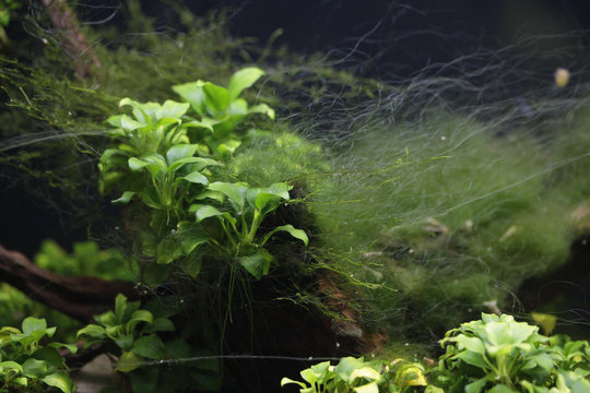 sweet water aquarium - algea