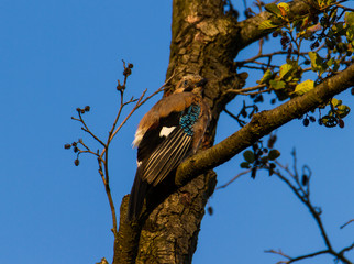 Eichelhäher (Garrulus Glandarius) sitzt auf einem Baum im Tegeler Fließ in Berlin
