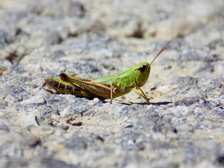 Grasshopper on asphalt road