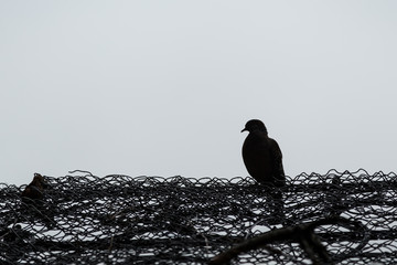 Silhouette of a pigeon or a dove on a chain-link fence in black&white. Copy space.