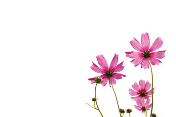 Plakat Pink cosmos flowers isolate on white.