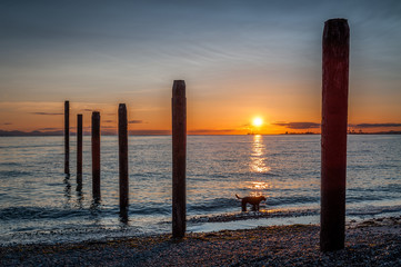 dog silhouette at sunset at the old pier of Point Roberts