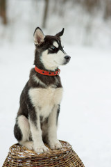 Siberian husky in snow on a winter day