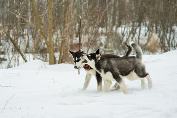 Fototapeta na wymiar Siberian Husky playing in the snow in winter day