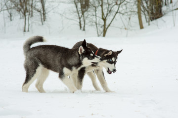 Naklejka premium Siberian Husky playing in the snow in winter day